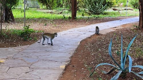 Kenia: Affen dürfen natürlich im Camp nicht fehlen Kenia: Affen dürfen natürlich im Camp nicht fehlen