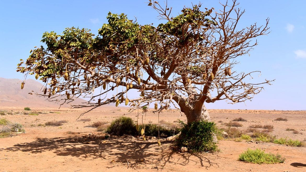 Boa Vista: Atemberaubende Landschaft auf Boa Vista