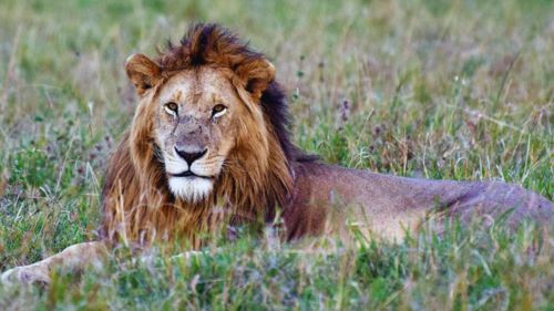 Kenia: Auf den Spuren der Big Five Kenia: Auf den Spuren der Big Five