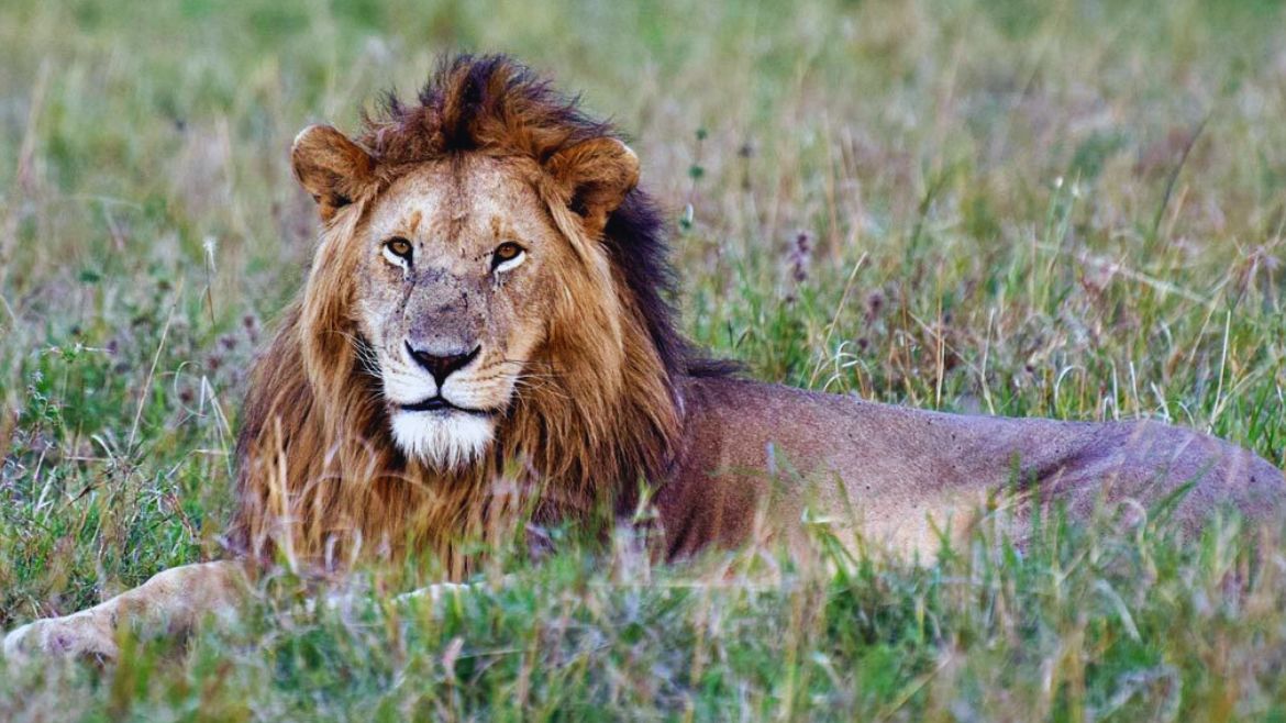 Kenia: Auf den Spuren der Big Five Kenia: Auf den Spuren der Big Five