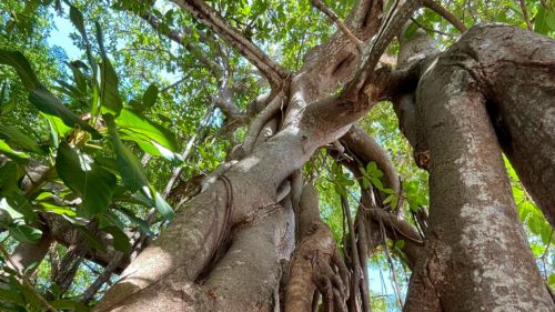 Kilifi: Die Unterkunft ist Dir gerne bei der Organisation behilflich