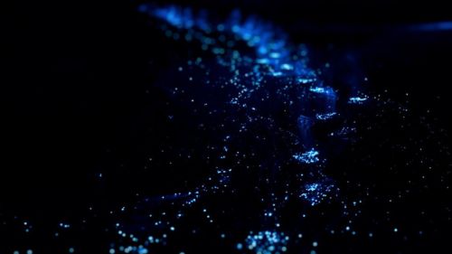 Tobago: Bio Luminesence Safari Tobago: Bio Luminesence Safari