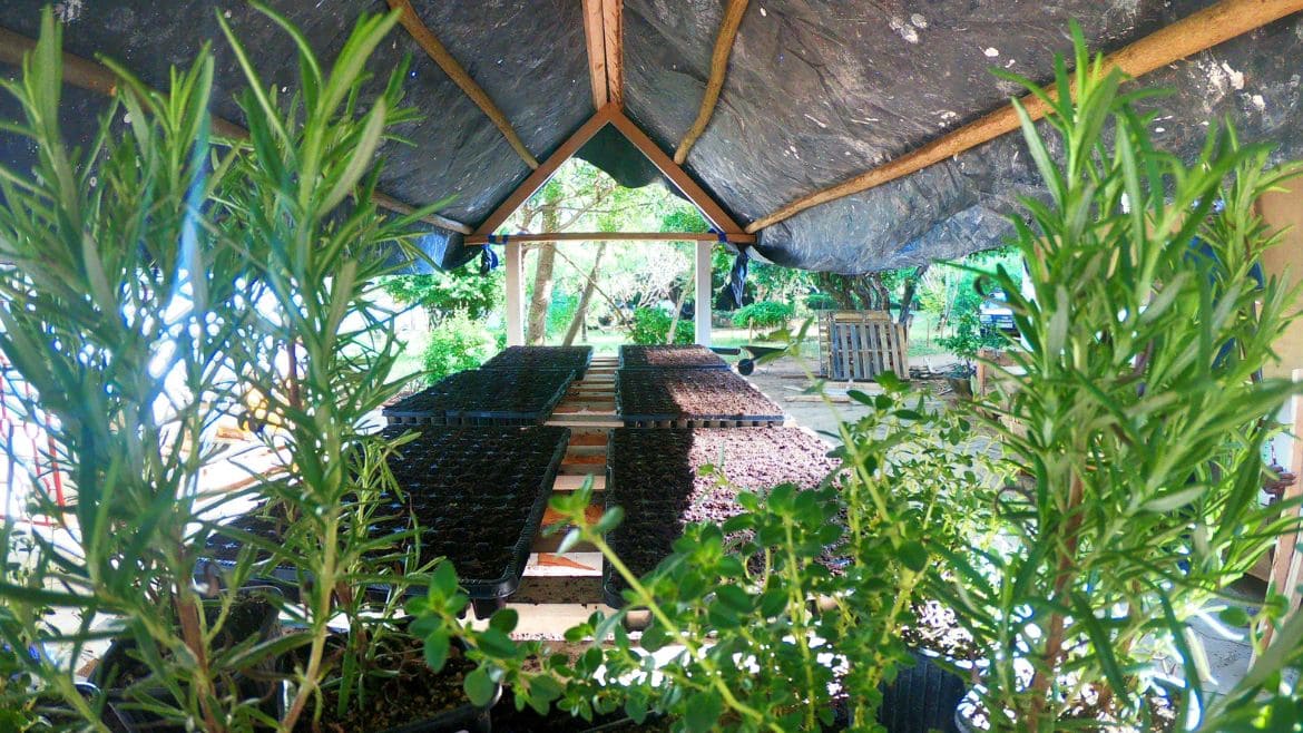 Kilifi: Kräutergarten 