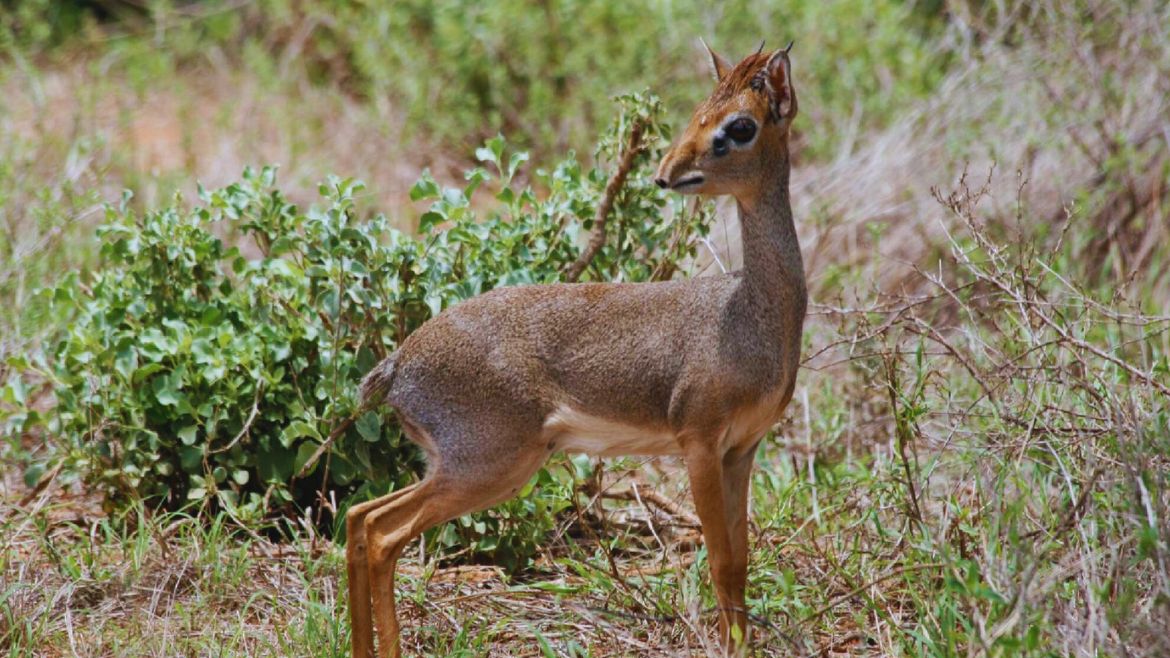 Kenia: Die Kleinen dürfen natürlich auch nicht fehlen Kenia: Die Kleinen dürfen natürlich auch nicht fehlen