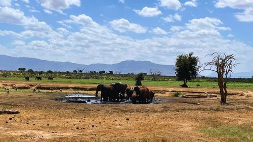 Kenia: Direkt am Camp befindet sich eine Wasserstelle Kenia: Direkt am Camp befindet sich eine Wasserstelle