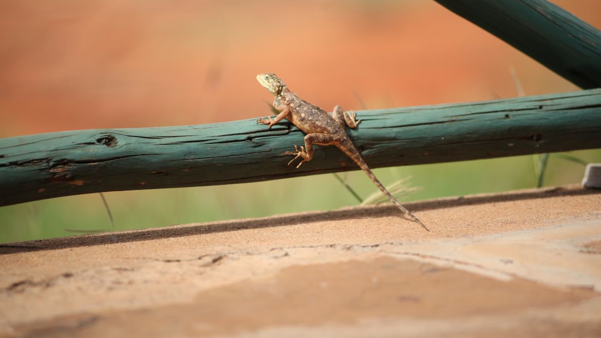 Kenia: Eine Vielzahl an verschiedenen Echsenarten leben in den Nationalparks Kenias Kenia: Eine Vielzahl an verschiedenen Echsenarten leben in den Nationalparks Kenias