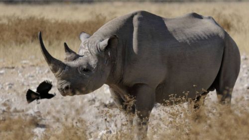 Kenia: Die schwarzen Nashörner Kenias Kenia: Die schwarzen Nashörner Kenias