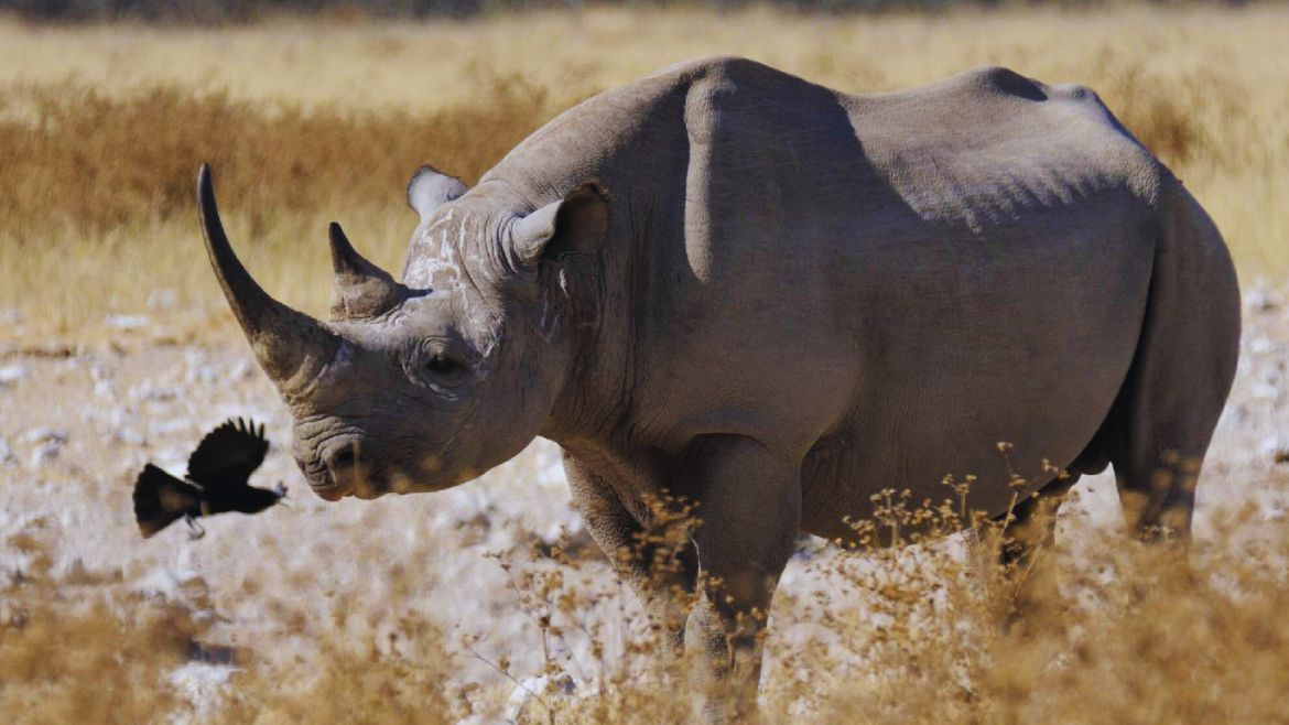 Kenia: Die schwarzen Nashörner Kenias Kenia: Die schwarzen Nashörner Kenias