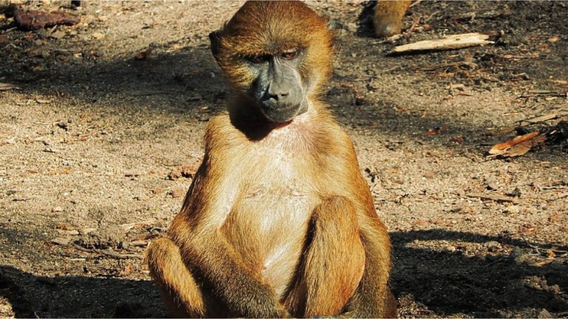 Kenia: Verschiedenste Affenarten in Kenias Nationalparks Kenia: Verschiedenste Affenarten in Kenias Nationalparks