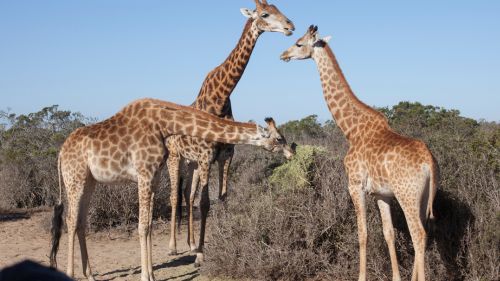 Langebaan: Besuche Buffelsfontein.