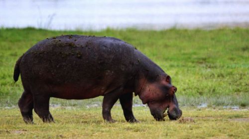 Kenia: Flusspferde in Kenia entdecken Kenia: Flusspferde in Kenia entdecken