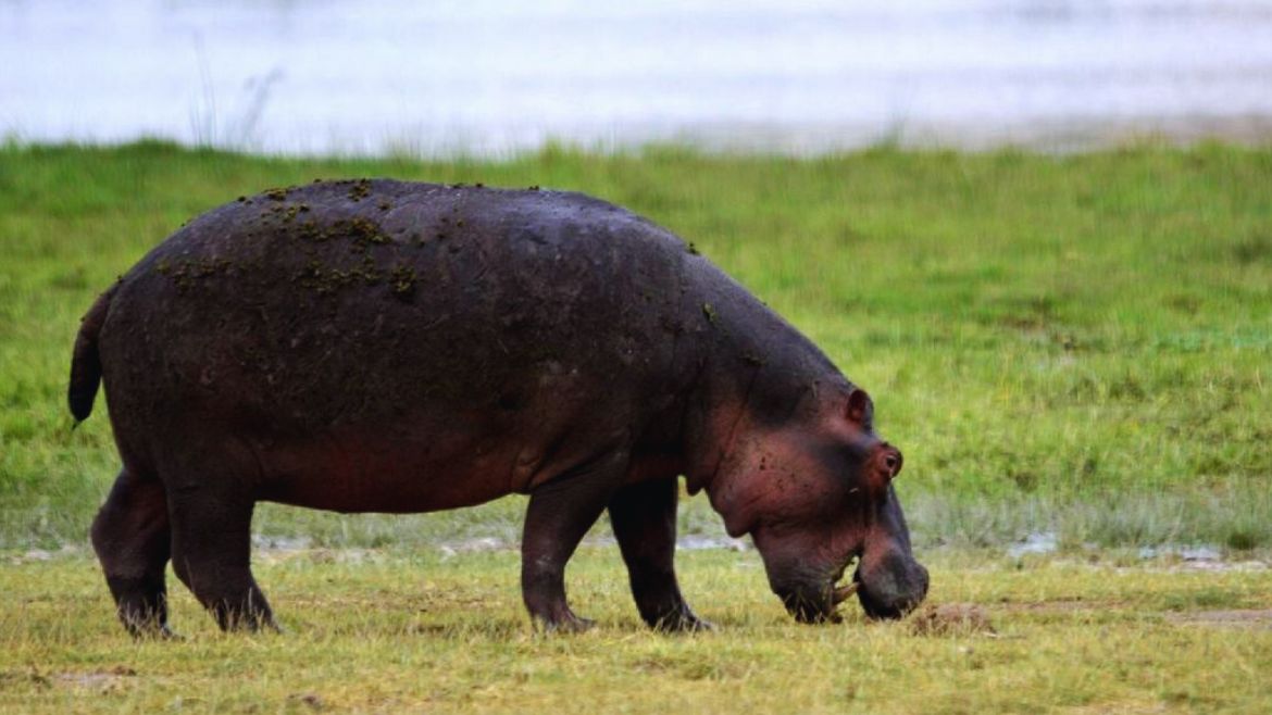 Kenia: Flusspferde Kenias