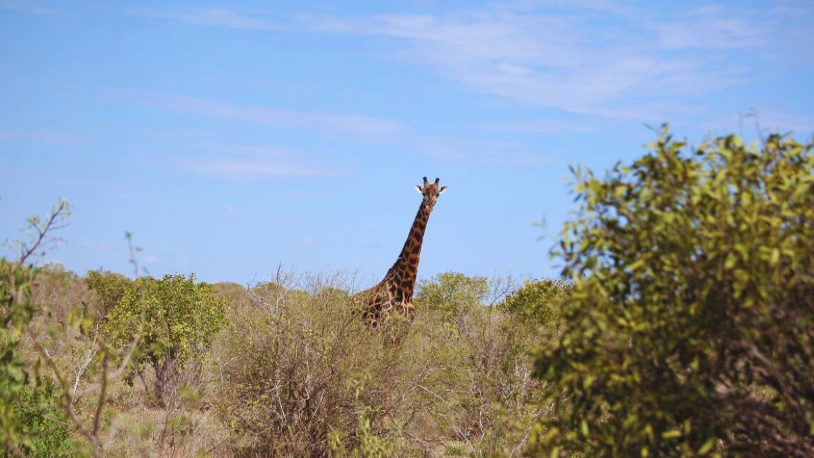 Kenia: Giraffen in Kenias Nationalparks Kenia: Giraffen in Kenias Nationalparks