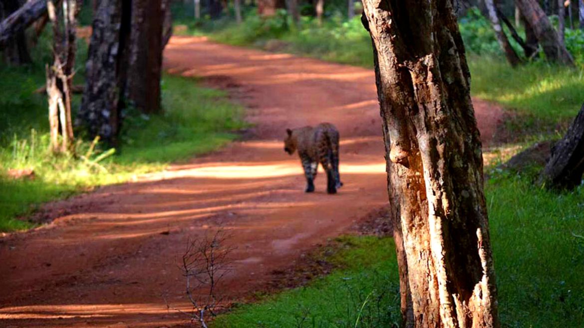 Sri Lanka: Zahlreiche Tiere im Wilpattu entdecken