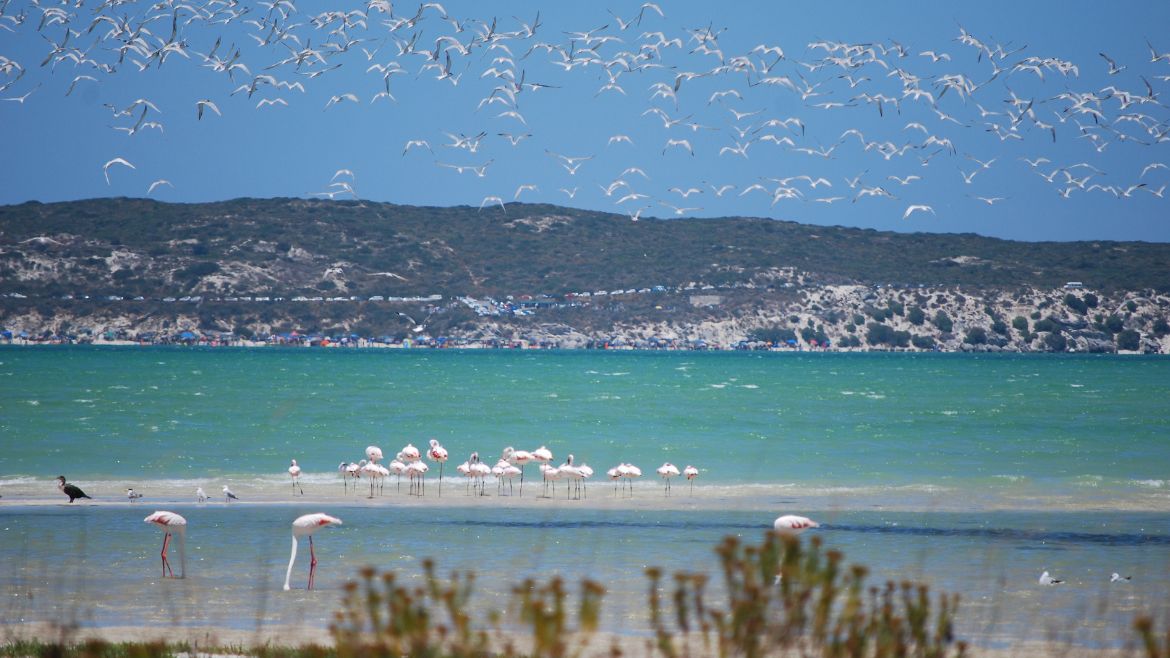 Langebaan: Langebaan ist ein Paradies für Natur- und Vogelliebhaber