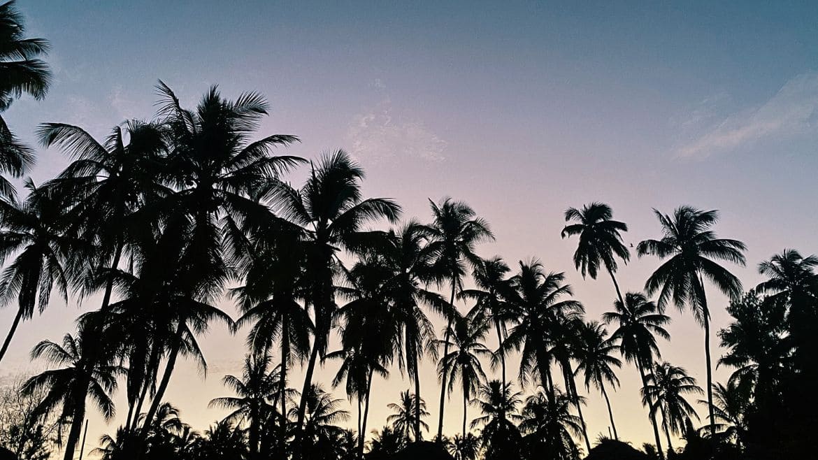 Palmen ohne Ende