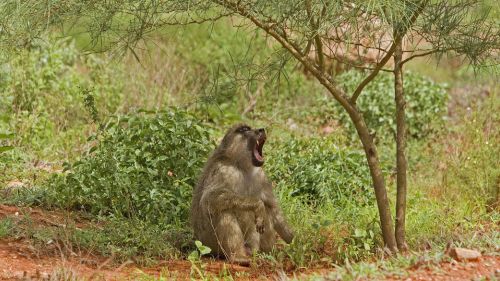 Kenia: Paviane leben in Kenias Nationalparks Kenia: Paviane leben in Kenias Nationalparks