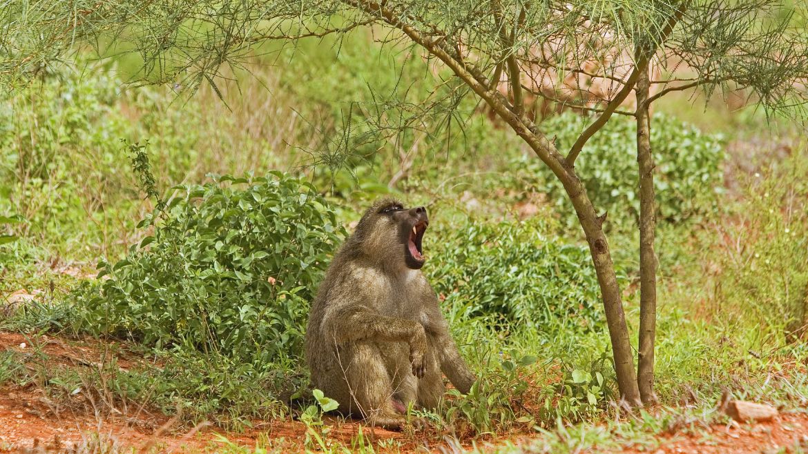 Kenia: Paviane leben in Kenias Nationalparks Kenia: Paviane leben in Kenias Nationalparks