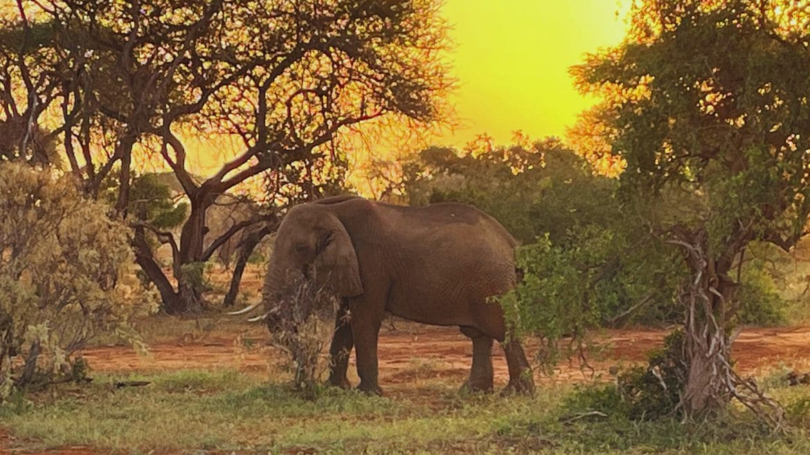 Kenia: Pirschfahrt am Abend 