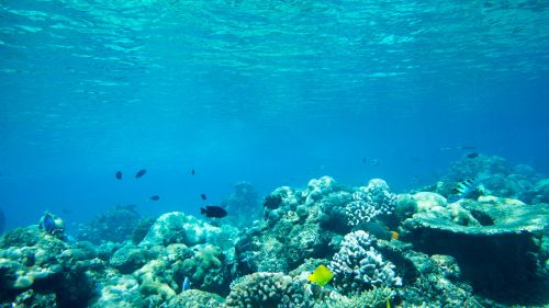 Tobago: Schnorcheln und Tauchen Tobago: Schnorcheln und Tauchen