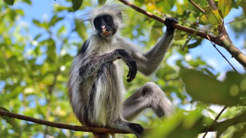 Sansibar: Die Unterkunft ist Dir bei der Organisation von Ausflügen gerne behilflich.