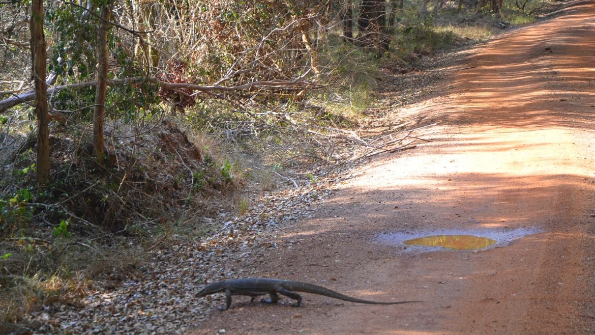 Sri Lanka: Wen man nicht alles im Wilpattu trifft