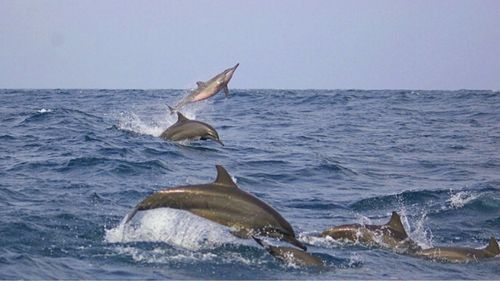 Sri Lanka: Whale Watching